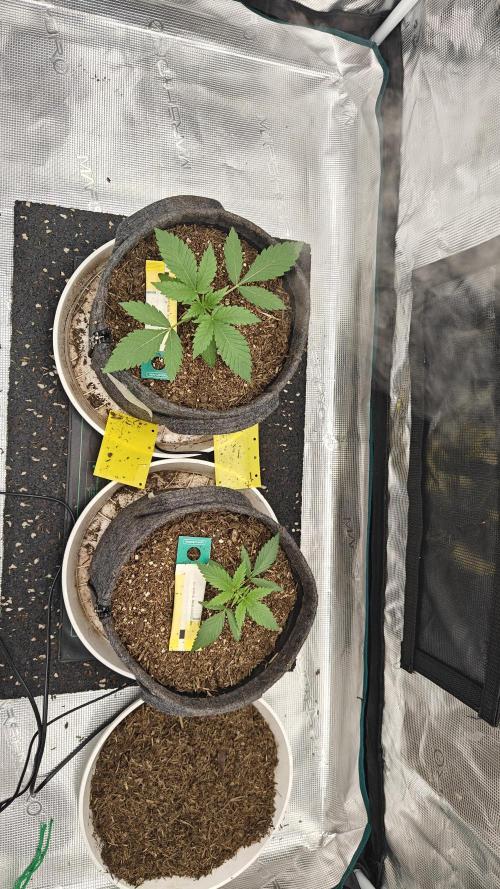 Blue Zushi 🍣 x Raspberry Parfait 🍓. Week 3