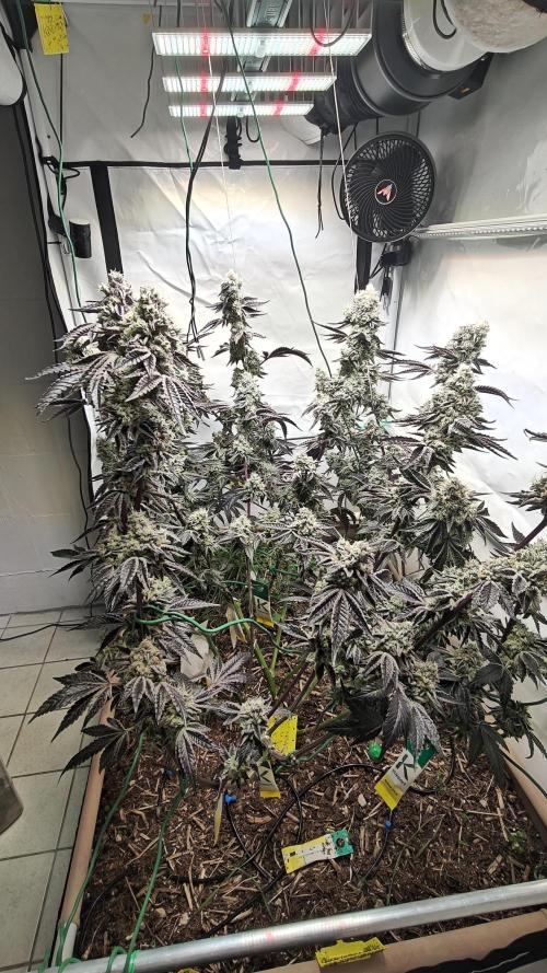 Orange Bud 🍊. Week 14 - Side view