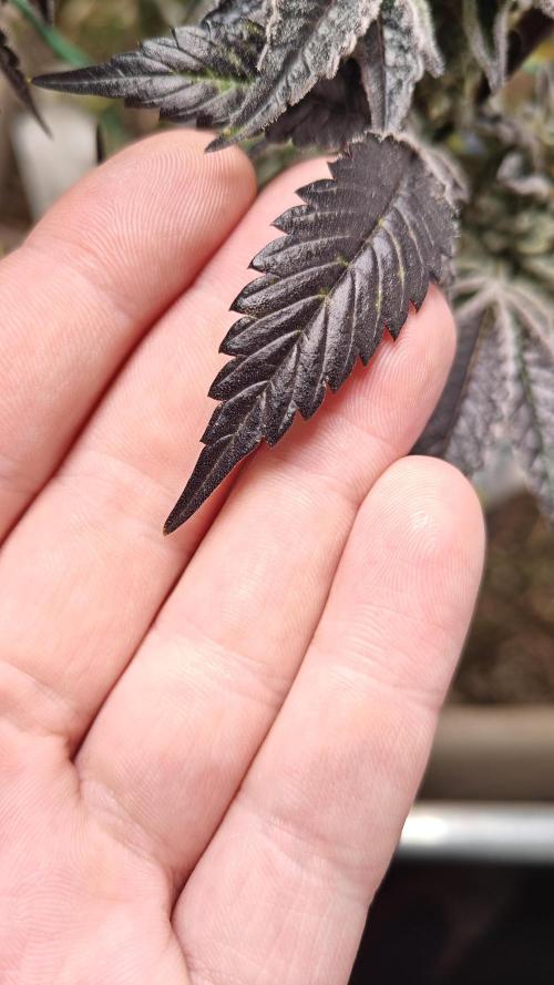 Orange Bud 🍊. Week 14 - Extremely dark leaves