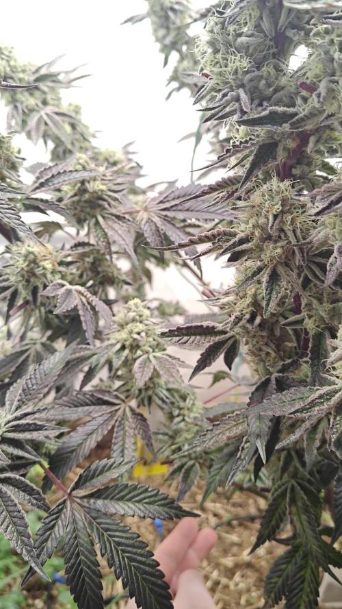 Orange Bud