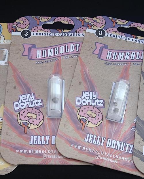 Jelly Donutz 🍩. Week 0