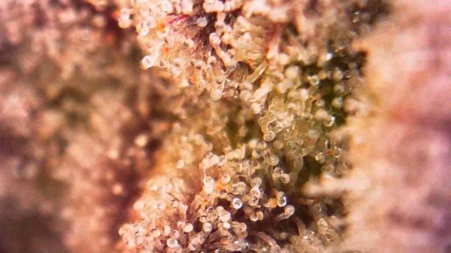 Orange Bud 🍊