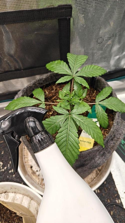 Blue Zushi 🍣 x Raspberry Parfait 🍓. Week 3 - Foliage feeding with cal-bor, em-a, yucca extract to remove surface tension