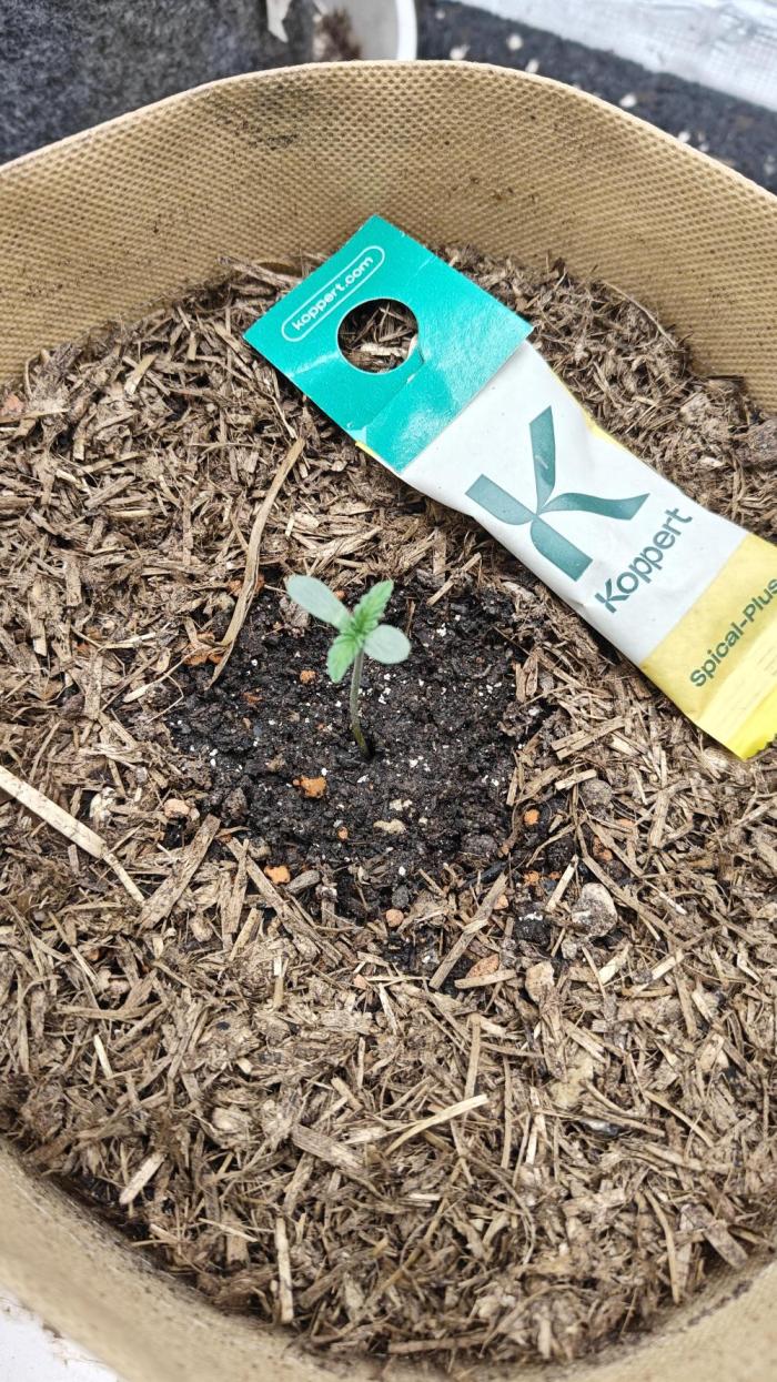 Jelly Donutz 🍩. Week 1