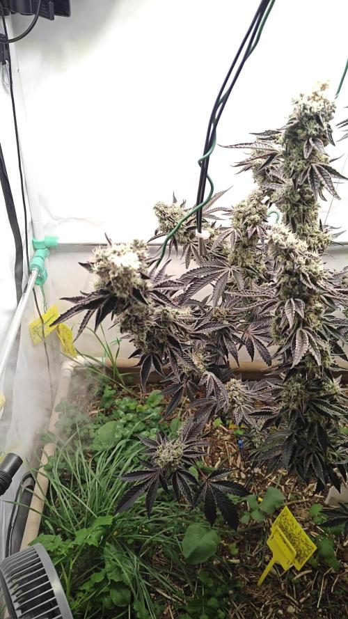 Orange Bud 🍊