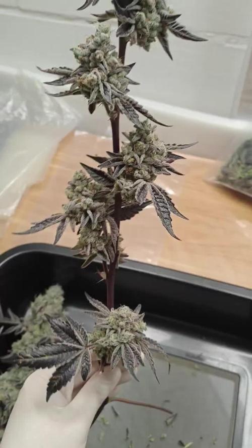 Orange Bud 🍊