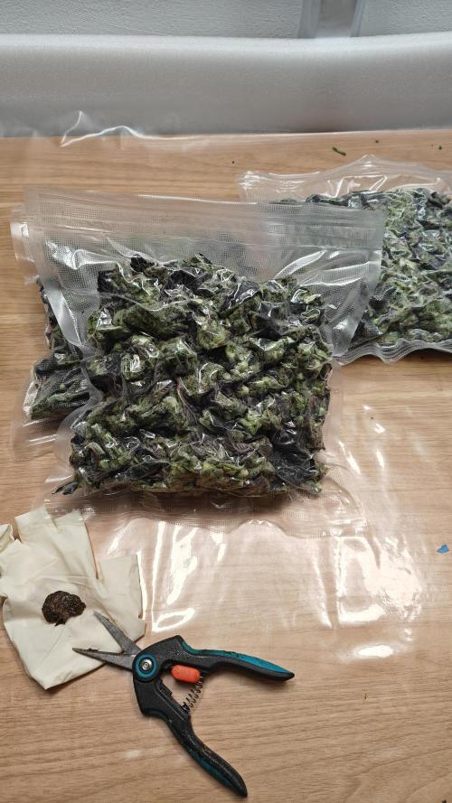 Orange Bud 🍊. Week 16 - Fresh frozen and some hash from the gloves & scissors.