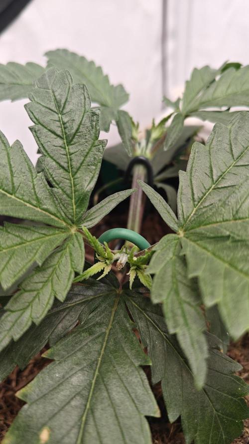 Blue Zushi 🍣 x Raspberry Parfait 🍓. Week 3