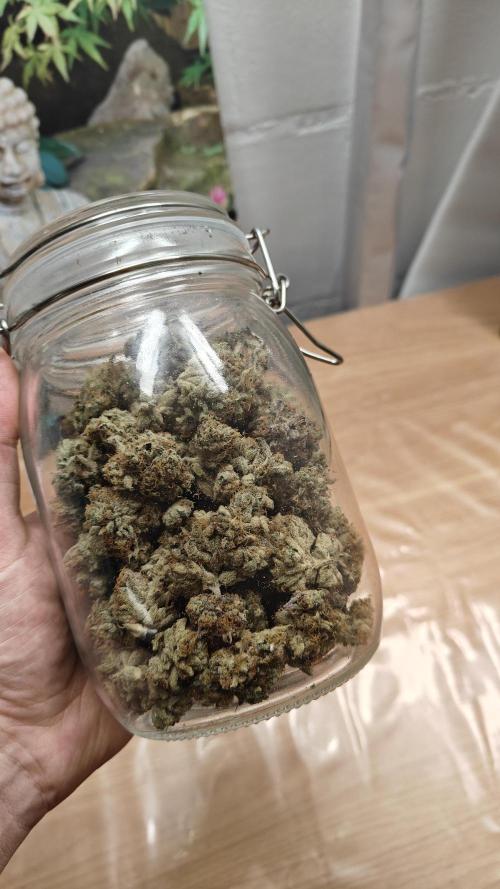 Orange Bud 🍊. Week 16