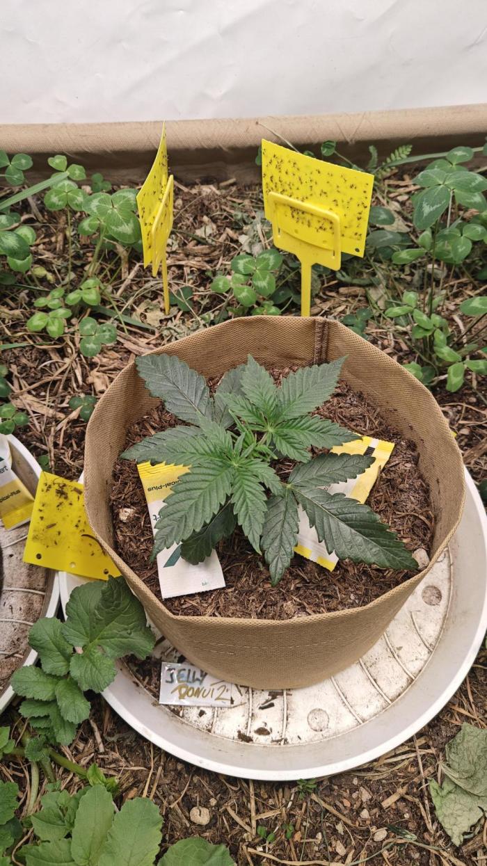 Jelly Donutz 🍩. Week 2