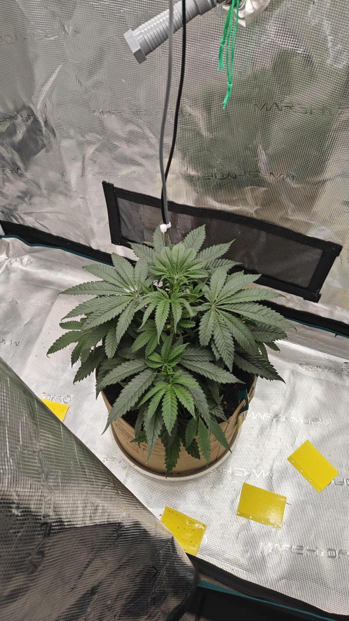 Jelly Donutz 🍩. Week 6 - Too much N in the soil I know 😂