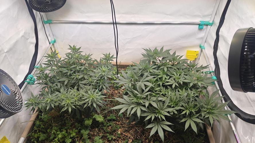 Blue Zushi 🍣 x Raspberry Parfait 🍓. Week 6 - Raspberry Parfait already smells strong when touched like Raspberry candy.