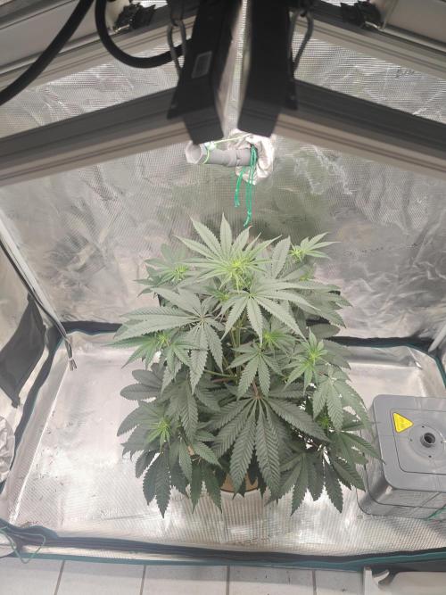 Jelly Donutz 🍩. Week 7