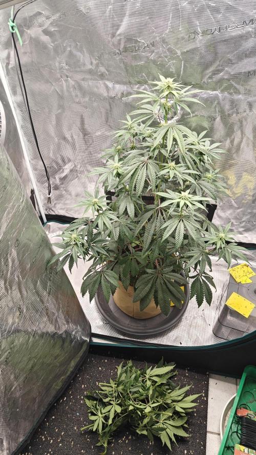 Jelly Donutz 🍩. Week 8 - Still too much N, can't change it anymore 