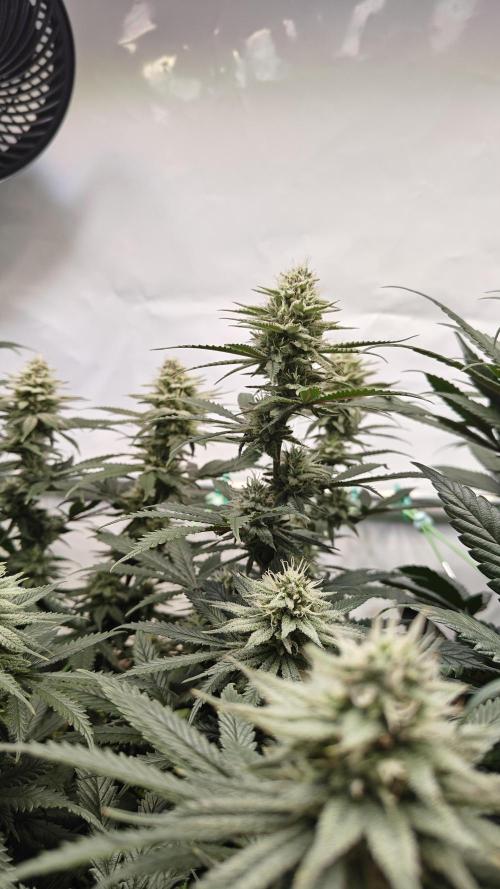Blue Zushi 🍣 x Raspberry Parfait 🍓. Week 9
