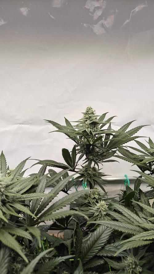 Blue Zushi 🍣 x Raspberry Parfait 🍓. Week 9