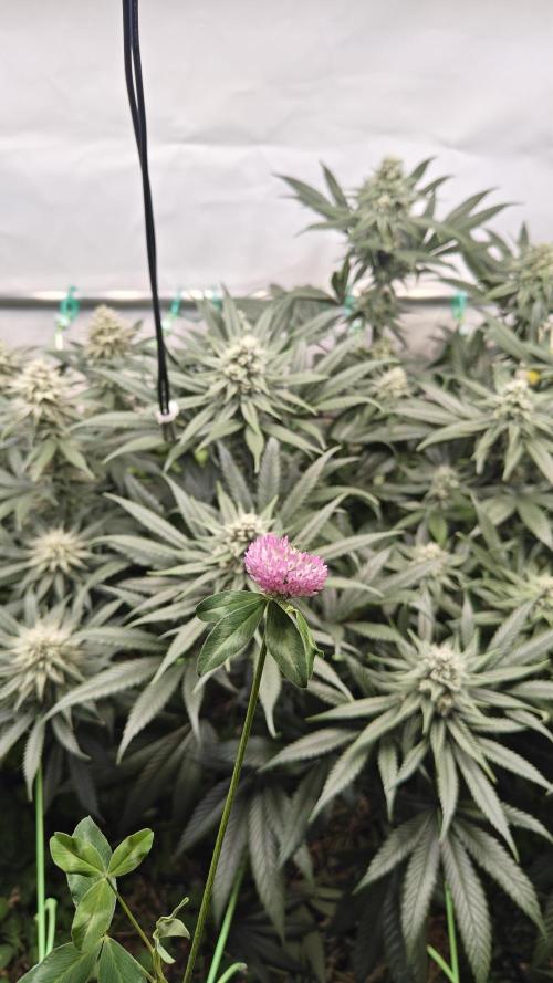Blue Zushi 🍣 x Raspberry Parfait 🍓. Week 9