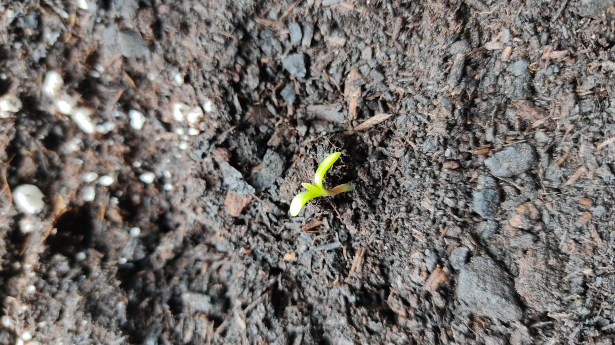 Klapskalli. Week 0 - Welcome