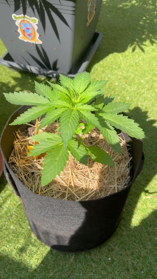 The Mystery Seed Awakens 🌱