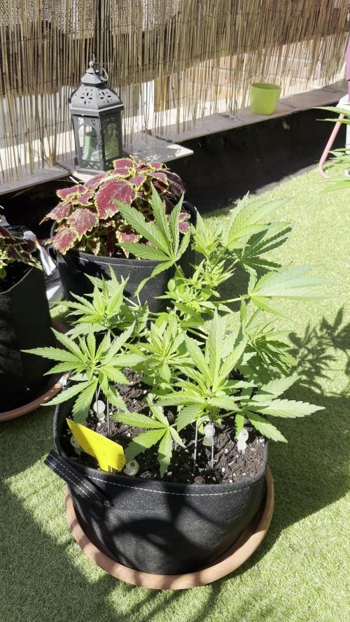 Mystery Autoflower Magic 🌱✨