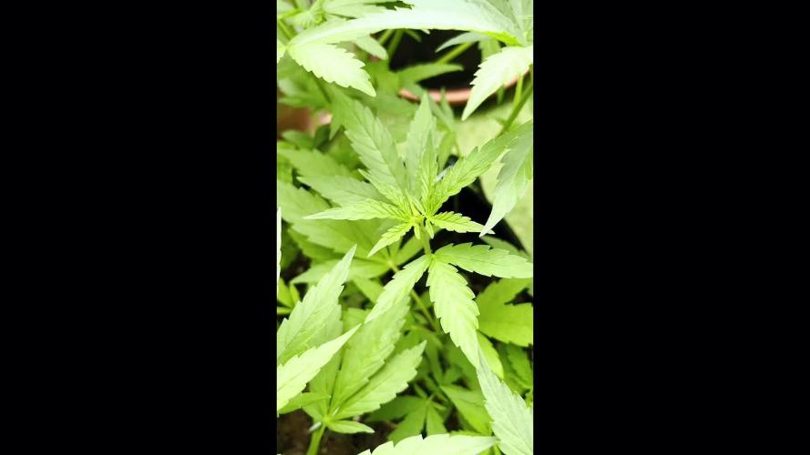 Mystery Autoflower Magic 🌱✨