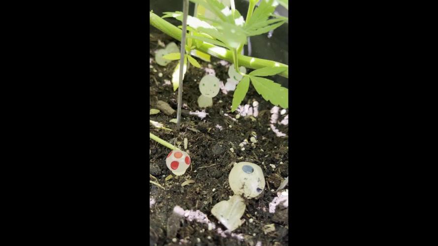 Mystery Autoflower Magic 🌱✨