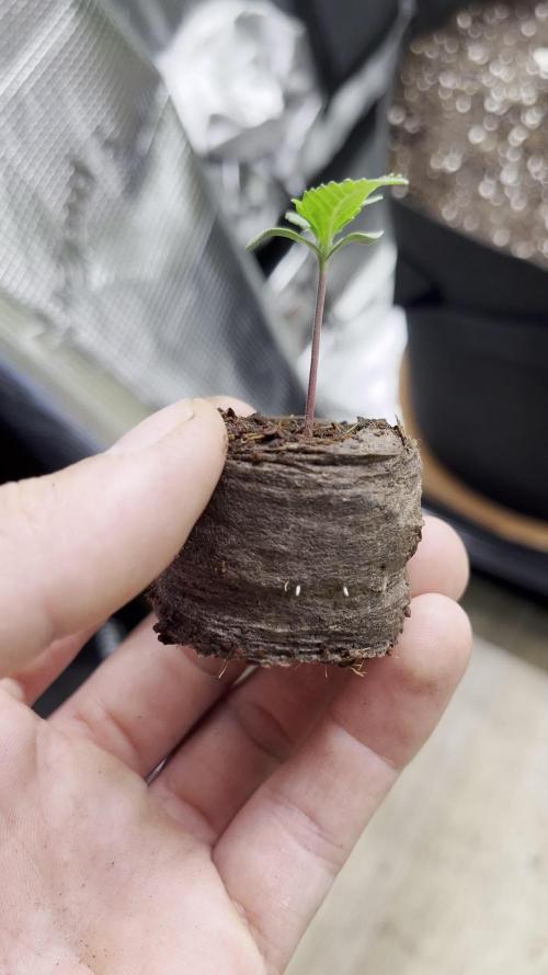 Moon Rock Divine Seeds Competition V2
