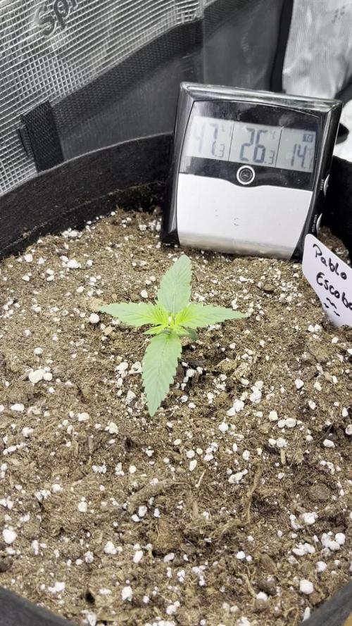 Pablo Escobar Divine Seeds Comp. V2