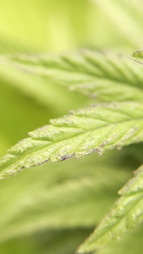 RHC: My First Photoperiod Adventure 🔥