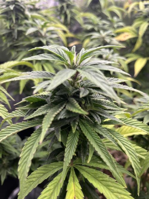 Purrple_Haze
