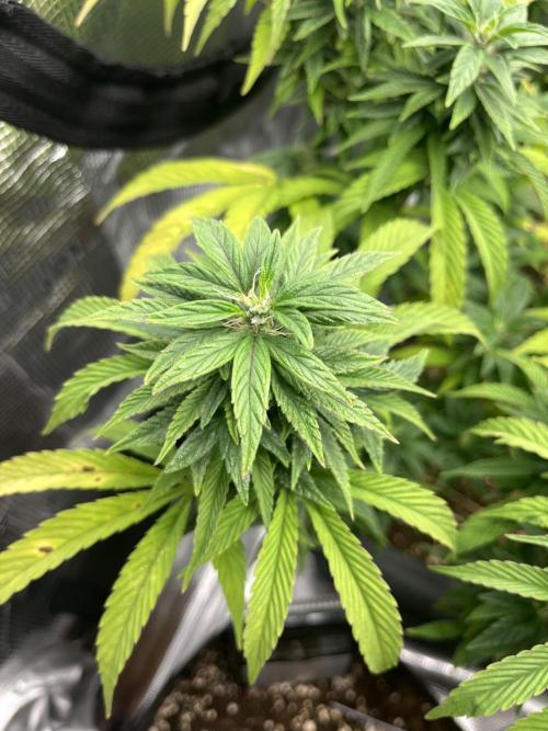 Purrple_Haze