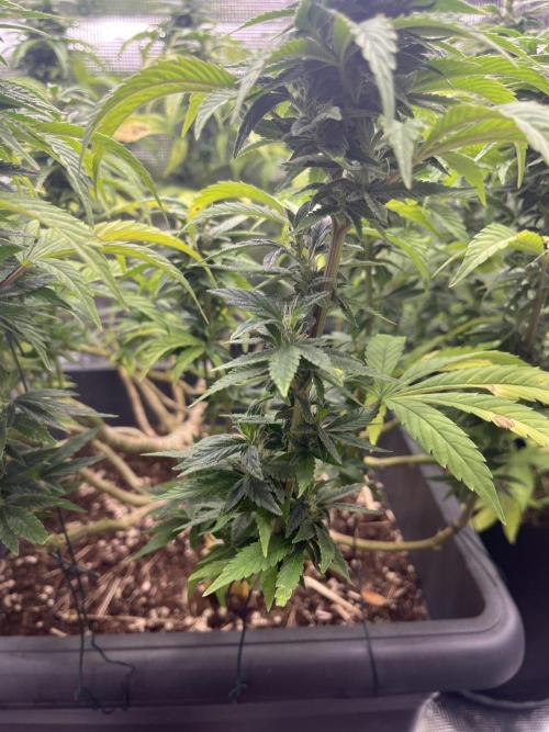 Purrple_Haze