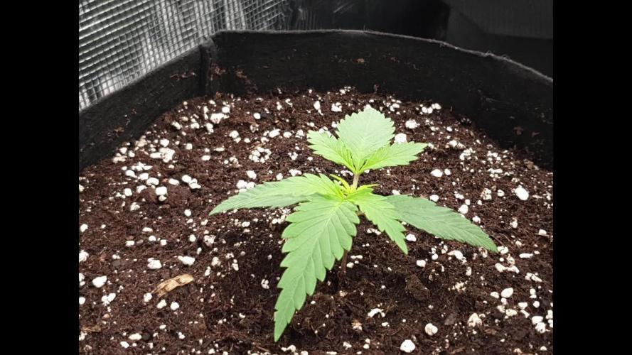 Moon Rock Divine Seeds Competition V2