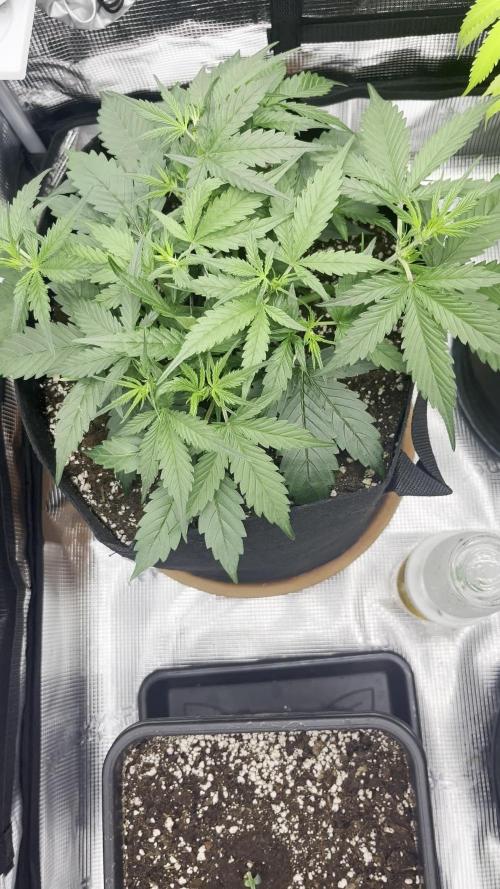 Pablo Escobar Divine Seeds Comp. V2