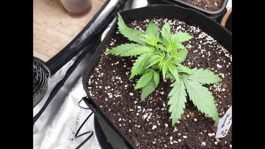Moon Rock Divine Seeds Competition V2