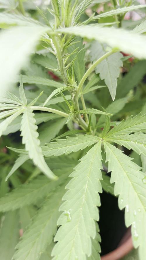 The Cookie Impostor 🍪️