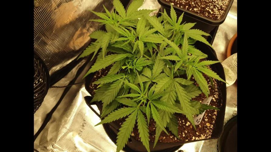 Moon Rock Divine Seeds Competition V2