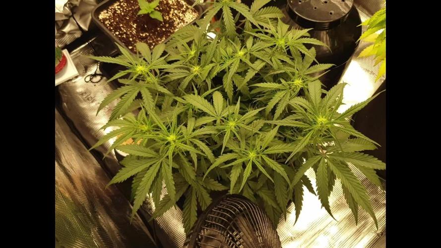 Moon Rock Divine Seeds Competition V2