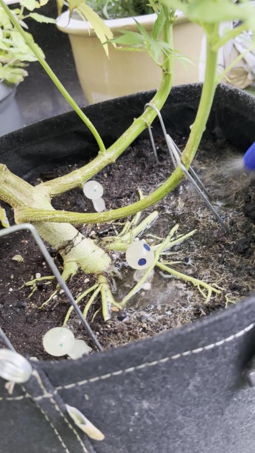 The Cookie Impostor 🍪️