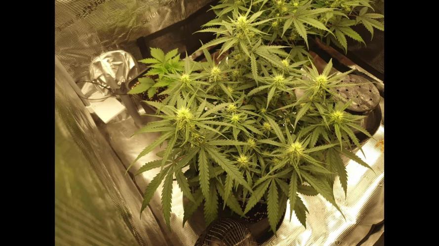 Moon Rock Divine Seeds Competition V2