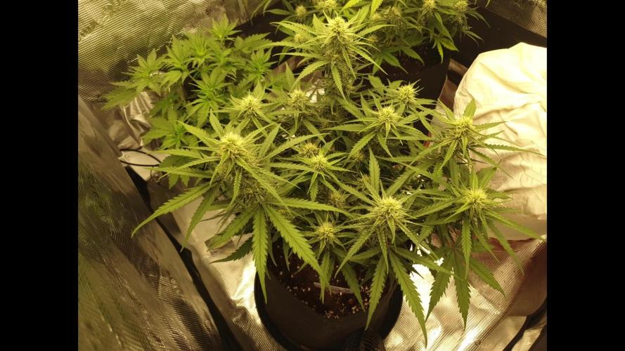 Moon Rock Divine Seeds Competition V2