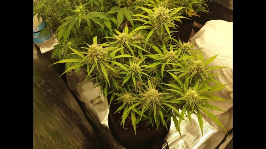 Moon Rock Divine Seeds Competition V2