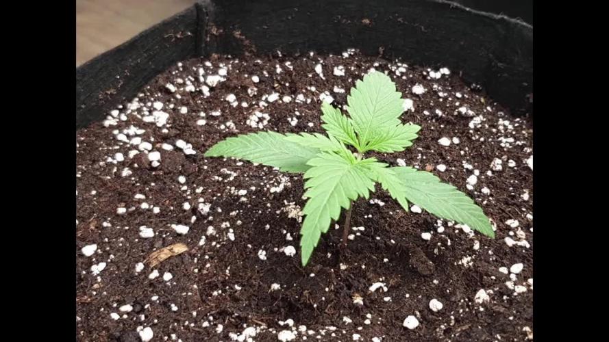 Moon Rock Divine Seeds Competition V2