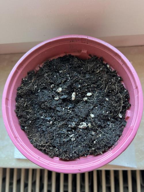 Mimosa Autoflower by MSNL Seeds. Week 0