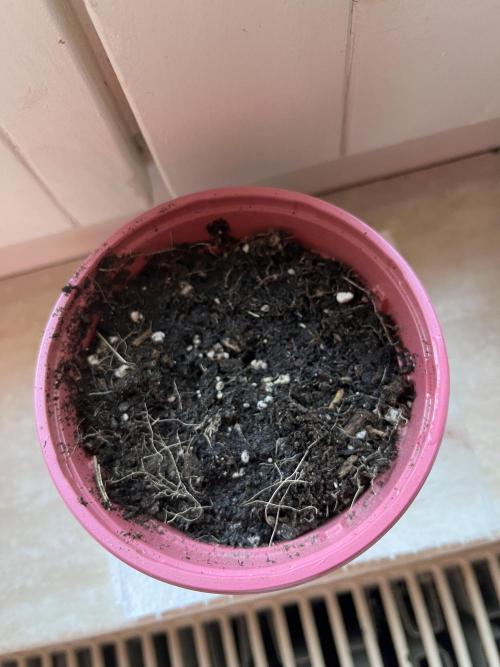 Mimosa Autoflower by MSNL Seeds. Week 0