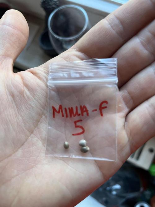 Mimosa Autoflower by MSNL Seeds. Week 0