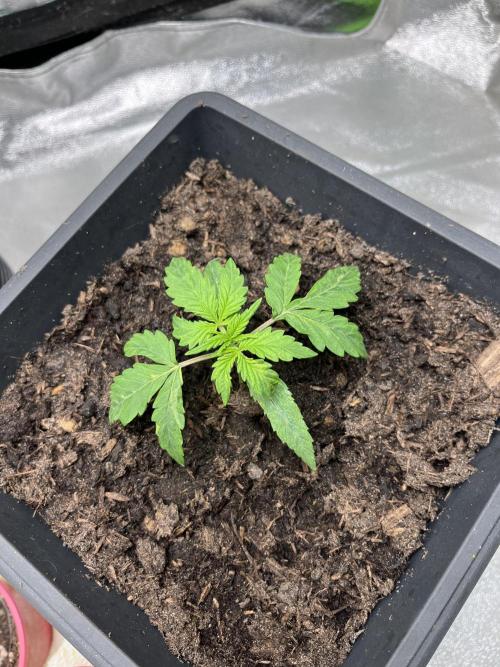 Mimosa Autoflower by MSNL Seeds. Week 2