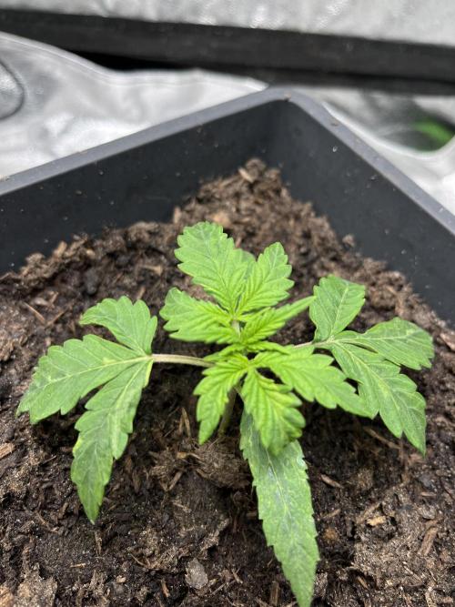 Mimosa Autoflower by MSNL Seeds. Week 2