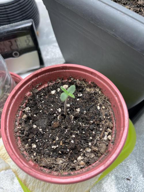 Mimosa Autoflower by MSNL Seeds. Week 2