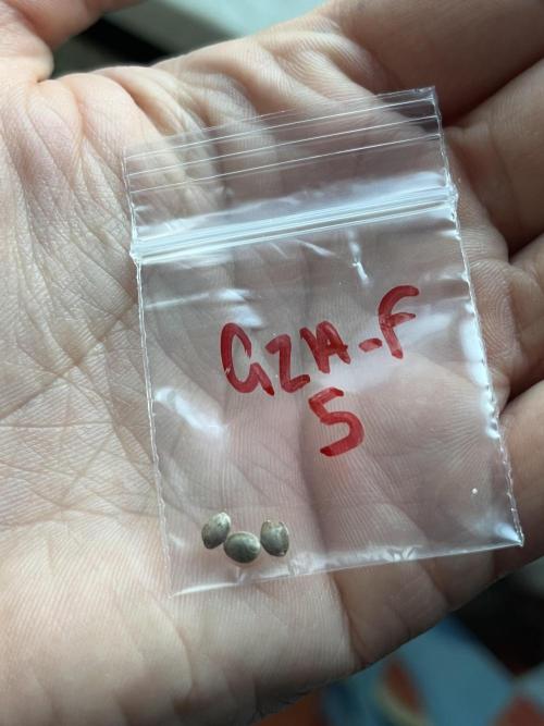 Sweet Muscle 💪🍬. Week 0